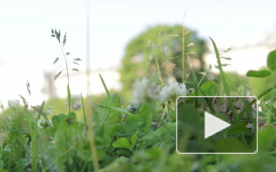 Депутат-дворник хочет штрафовать петербуржцев за выброшенные из окон машин окурки