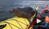 Шотландец покатал дикого тюленя на байдарке и снял на видео