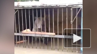 Медведица, спасенная из уссурийского зоопарка, умерла в цирке после нападения сородичей