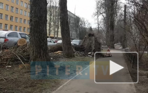 Дерево вырвало с корнем и асфальтом возле Тихорецкого проезда