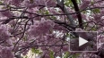 Петербуржцы любуются цветущей сакурой в Саду Дружбы: ...