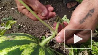 Названа максимально допустимая порция арбуза в день