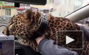 Видео из Екатеринбурга: В такси по городу катался леопард