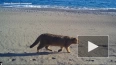 Ученые впервые получили видео с лесным котом на берегу ...