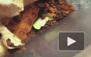 Петербуржцев пытались накормить сливочным маслом с насекомыми