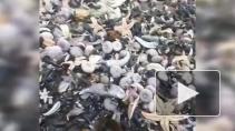 На Камчатке тысячи морских животных выбросились на берег