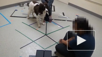 Собаки подчиняются командам человекоподобных роботов