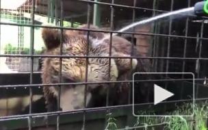 Медведи из РКЦ "Велес" спасаются от жары холодным душем из шланга