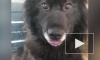 В Новом Уренгое спасли собаку, которая провела 8 лет в бетонном колодце