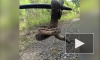 Красноярский путешественник снял на видео атаку ядовитой змеи