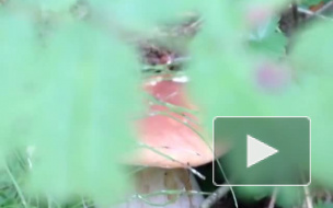 Где собирать грибы в Ленинградской области: все грибные места на карте