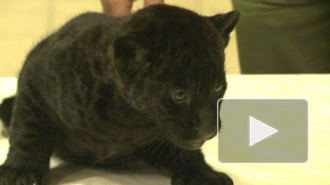 Черные котята ягуара показали когти в Ленинградском зоопарке