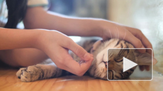 Кошкам пережить стресс помогает кошачья музыка