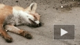 Мертвая лиса перепугала петербуржцев