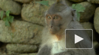 Синхронизация двух отделов мозга помогла макакам отдать еду сородичам