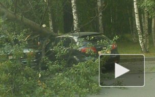 На проспекте Большевиков на машины упало дерево