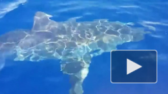 Шестиметровая акула-людоед поплавала вокруг лодки и попала на видео