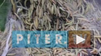 Видео не для слабонервных: гусеницы напали на Петербург