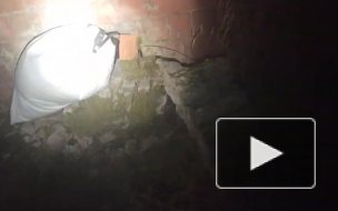 В Петербурге спасли замурованного щенка