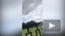 Видео: в Муринском парке начали вырубать деревья