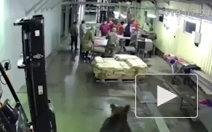 На Сахалине бурый медведь забрался в цех по переработке рыбы