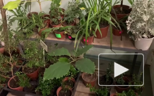 В Ботаническом саду началась распродажа экзотических растений