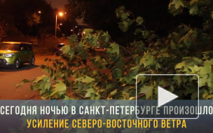 В Петербурге усилившийся ветер повалил деревья и сломал заборы
