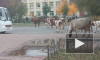 Видео: в Тихвине коровы вышли на прогулку по городу 