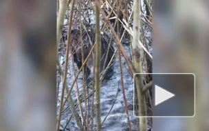 Удивительное видео из Казани: на озере Харовое появились бобры