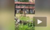В Ленинградском зоопарке опубликовали видео отдыха жирафа и обеда лемуров
