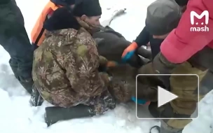 Молодую лосиху спасли после падения под лед в лесу Подмосковья