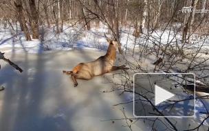 В Приморье инспекторы спасли изюбря, распластавшегося на льду