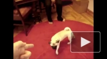 Видео: животные забавно «умирают» понарошку