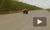 На Камчатке сняли на видео медведя с бидоном на голове 