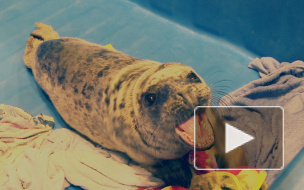 В Репино душераздирающе плачут нерпы