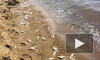 В Финском заливе массово гибнет рыба