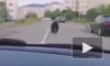 В центре Магадана застрелили дикого медведя