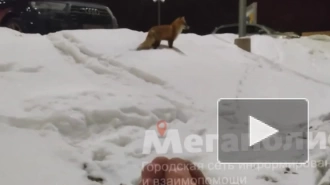 У гипермаркета на Гостилицком шоссе петербуржцы заметили лису