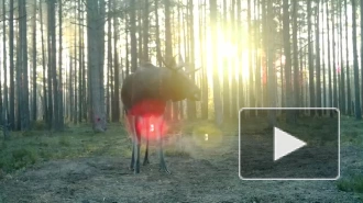 Измождённый лось в Ленобласти попал в видеоловушку после поединка за самку 