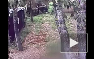 В Иркутске медведь откусил пьяному руку