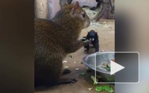 Ленинградский зоопарк показал дерзкое хищение еды из миски агути