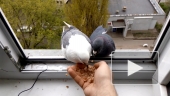 пара голубей