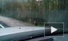 Медведь в Карелии испугал петербуржца: мужчина отказался от ночевки в лесу
