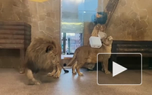 Сотрудники Ленинградского зоопарка показали, как львы Адам и Таисия провели локдаун