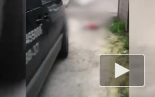 В Сочи водитель задавил собаку и скрылся 