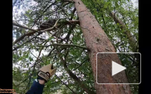 Петербургские волонтеры спасли кота, просидевшего на дереве сутки