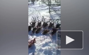 На Сахалине неизвестные убили 26 краснокнижных оленей