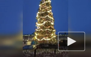 Видео: на Дворцовой площади нарядили новогоднюю елку