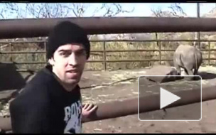 Покорение носорога)