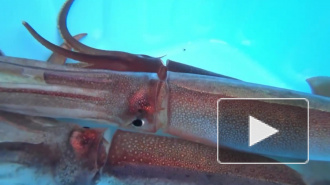 Кальмары перекодировали РНК за пределами клеточного ядра